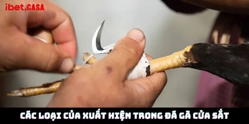 cac loai cua xuat hien trong da ga cua sat Các loại của xuất hiện trong đá gà cửa sắt