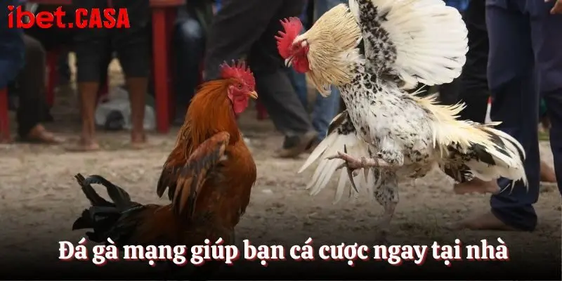 da ga mang giup ban ca cuoc ngay tai nha Đá gà mạng giúp bạn cá cược ngay tại nhà