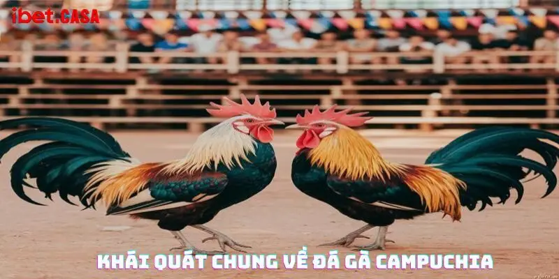 khai quat chung ve da ga campuchia Khái quát chung về đá gà Campuchia