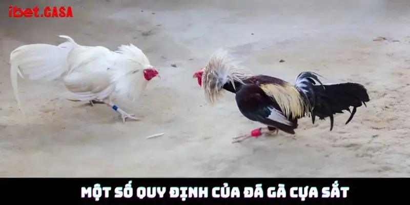 mot so quy dinh cua da ga cua sat Một số quy định của đá gà cựa sắt
