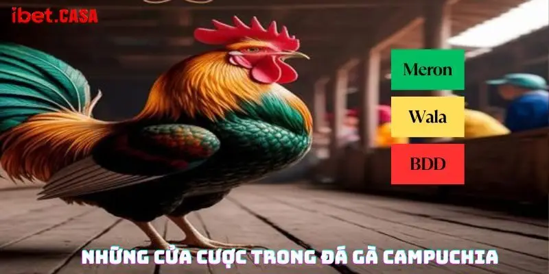 nhung cua cuoc trong da ga campuchia Những cửa cược trong đá gà Campuchia