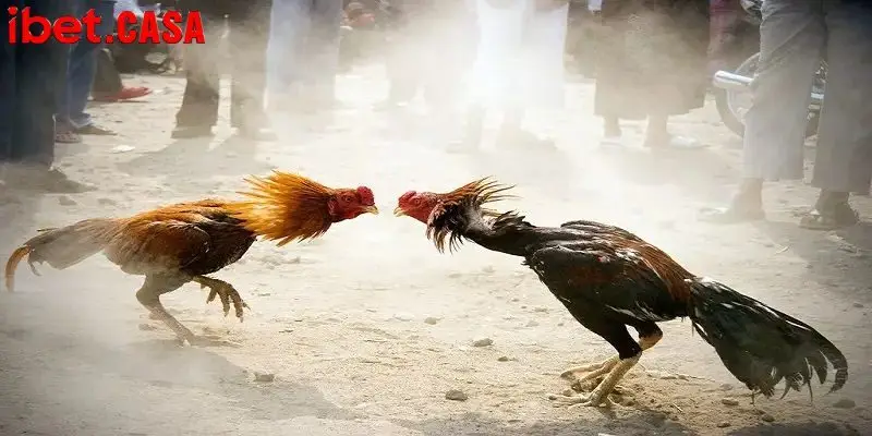 se co 2 trong tai de theo doi tran dau dam bao cong bang Cần có kiến thức để chăm sóc chiến kê tốt nhất