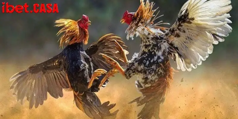 tham gia da ga ibet an toan Thành viên IBET sẽ nhận được nhiều phần thưởng giá trị