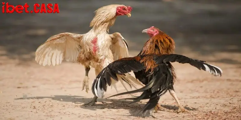 thanh vien ibet se nhan duoc nhieu phan thuong gia tri Người xem không thể rời mắt khỏi cuộc chiến này