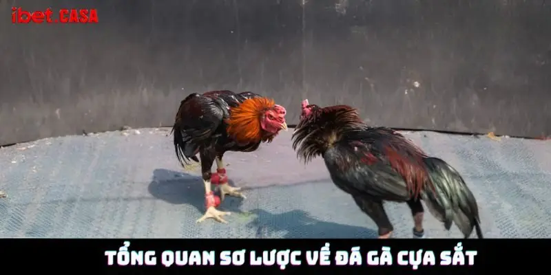 tong quan so luoc ve da ga cua sat Tổng quan sơ lược về đá gà cựa sắt